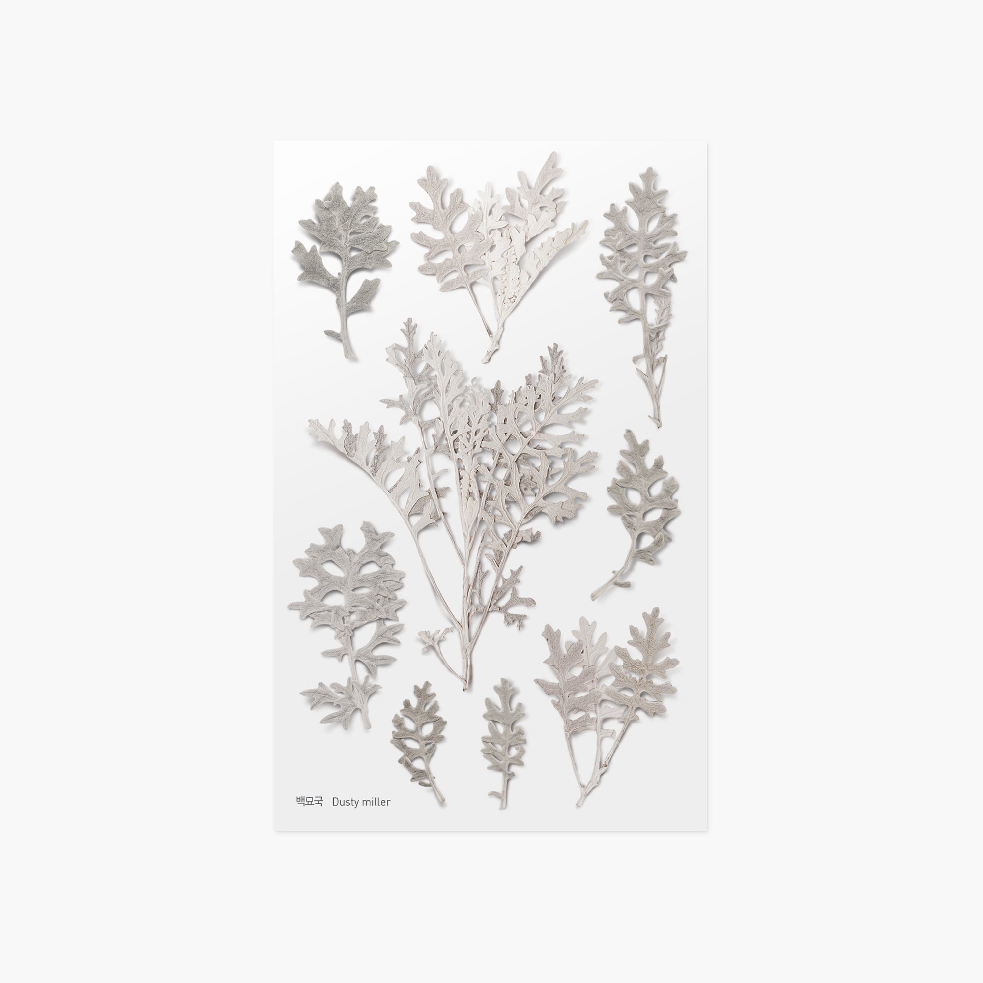 Appree - Pressed Flower Sticker - Dusty Miller-Sticker-DutchMills