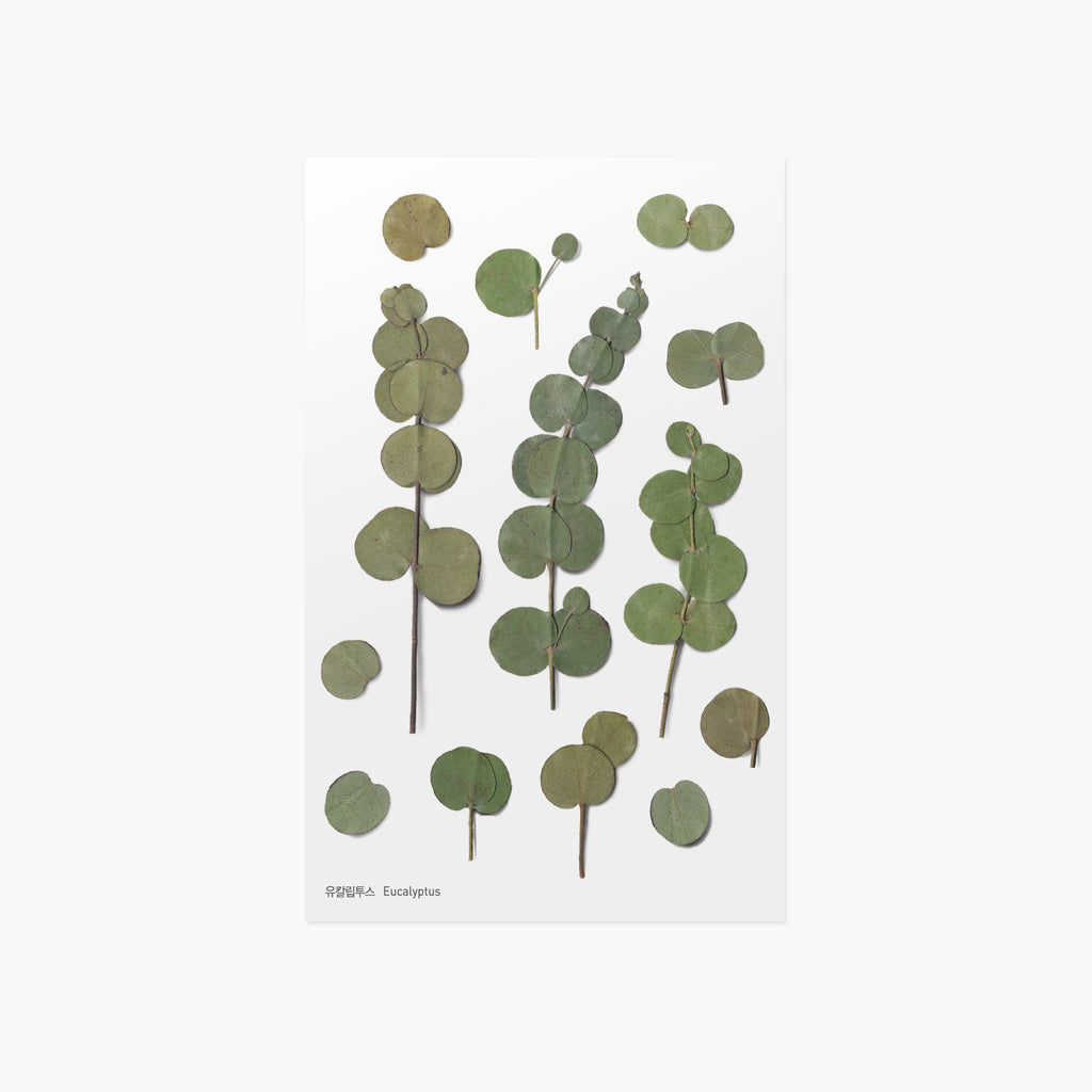 Appree - Pressed Flower Sticker - Eucalyptus-Sticker-DutchMills
