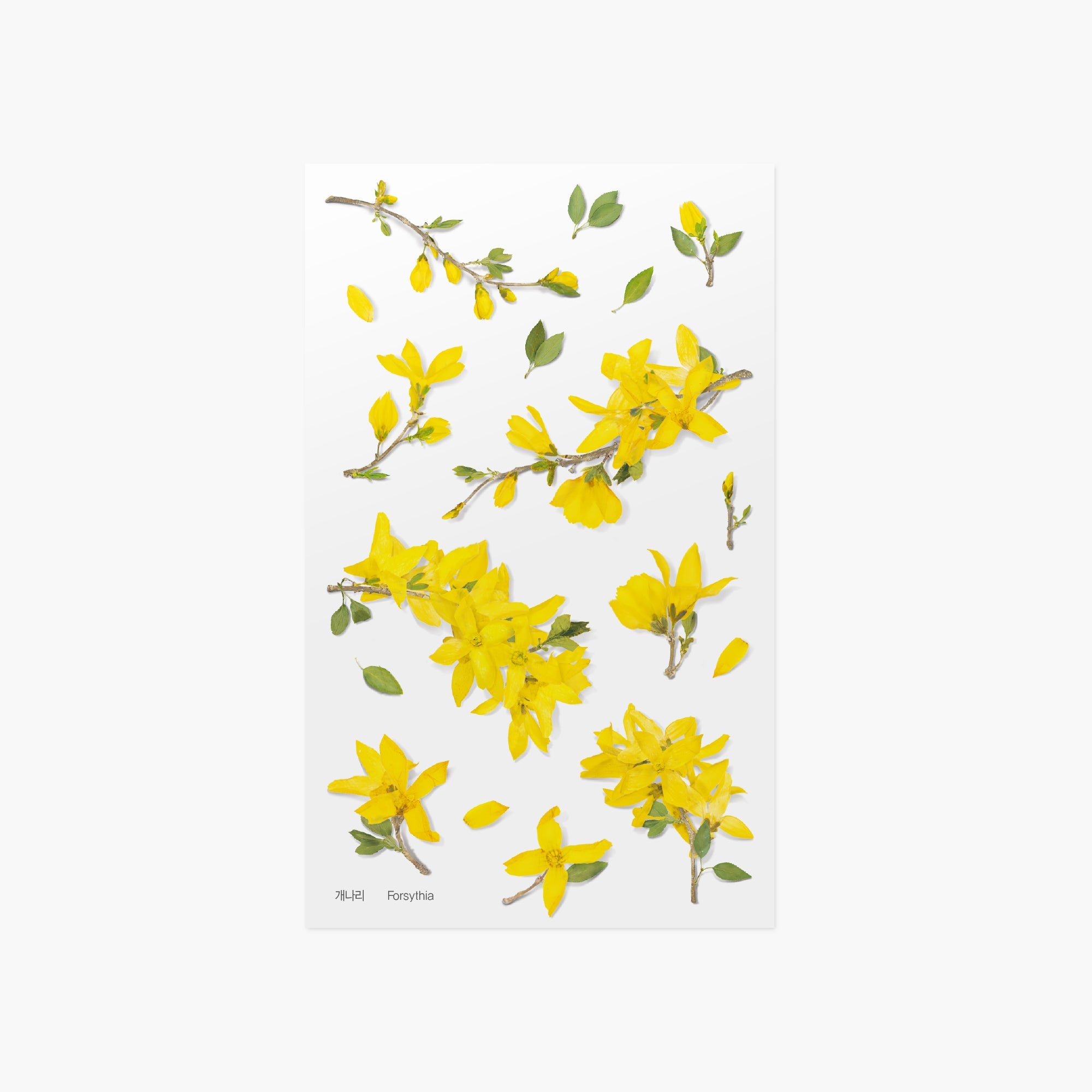 Appree - Pressed Flower Sticker - Forsythia-Sticker-DutchMills