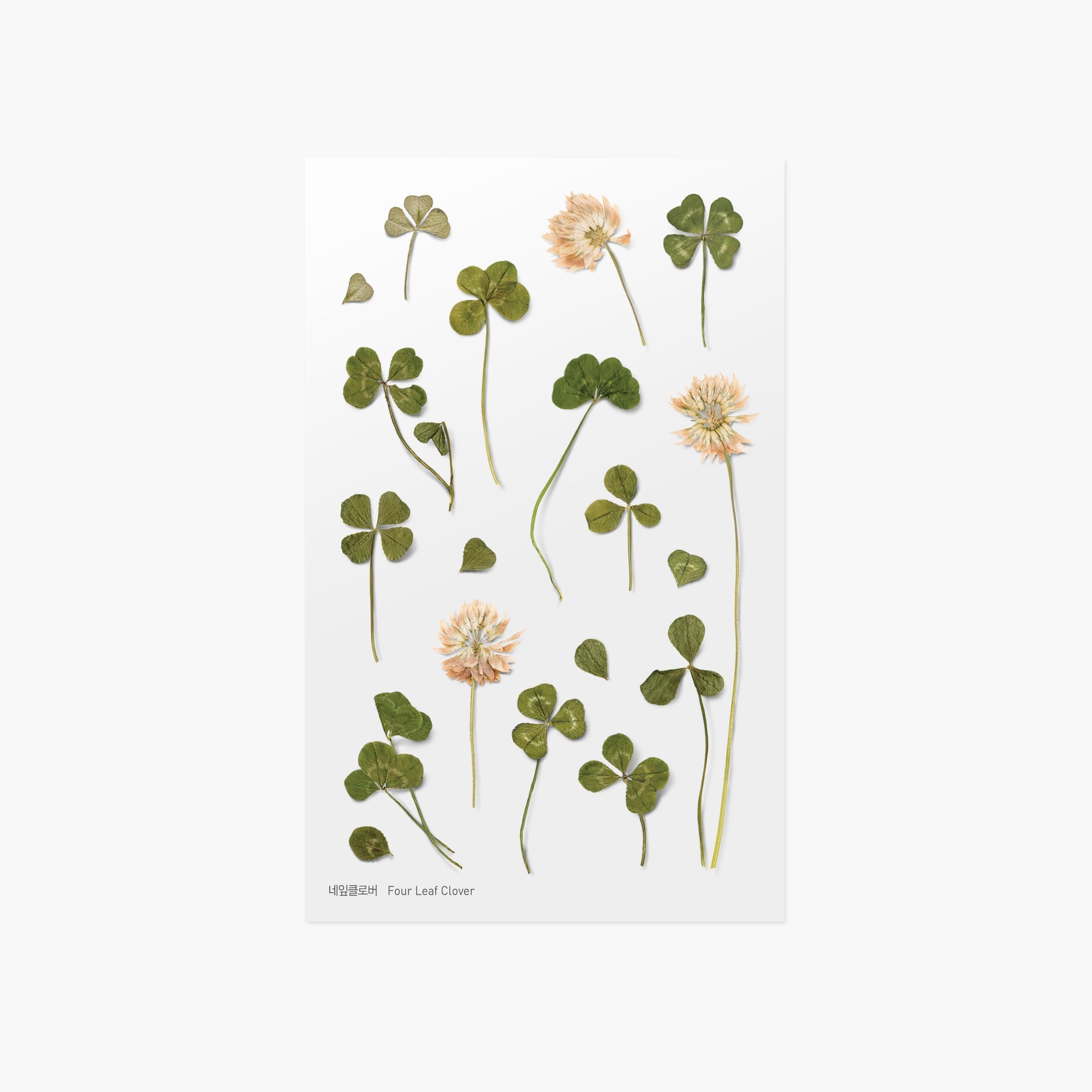 Appree - Pressed Flower Sticker - Four Leaf Clover-Sticker-DutchMills