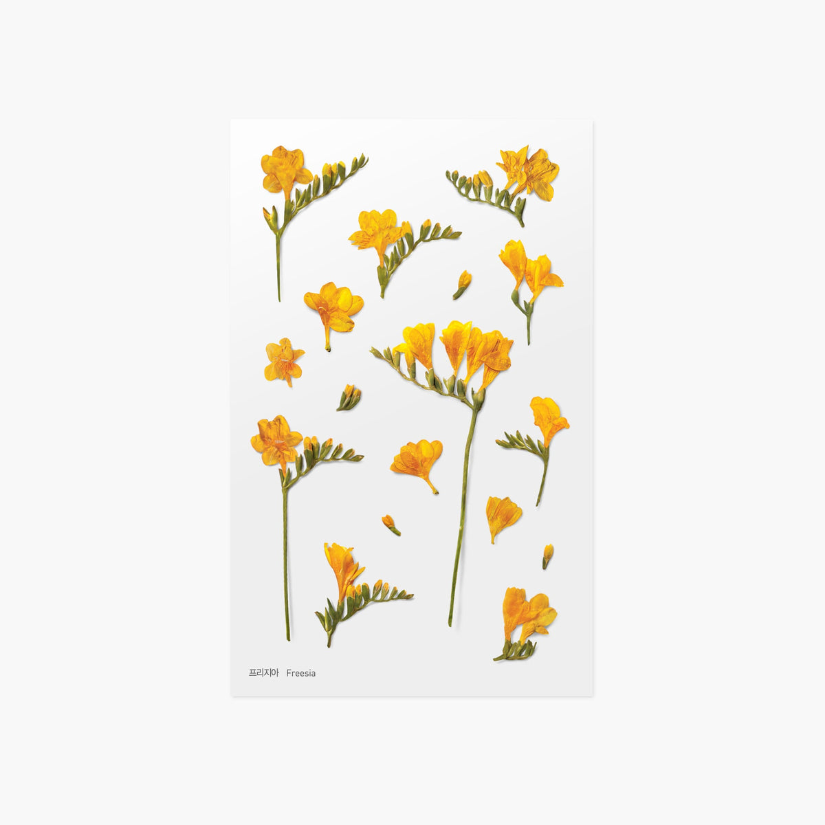 Appree - Pressed Flower Sticker - Freesia-Sticker-DutchMills
