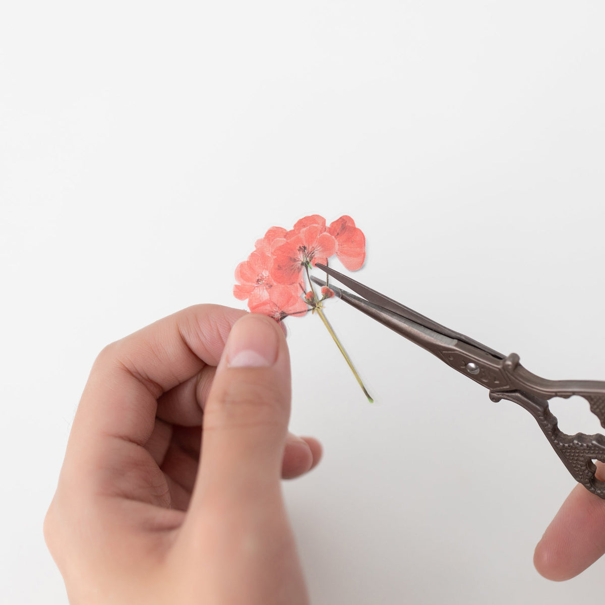 Appree - Pressed Flower Sticker - Geranium-Sticker-DutchMills