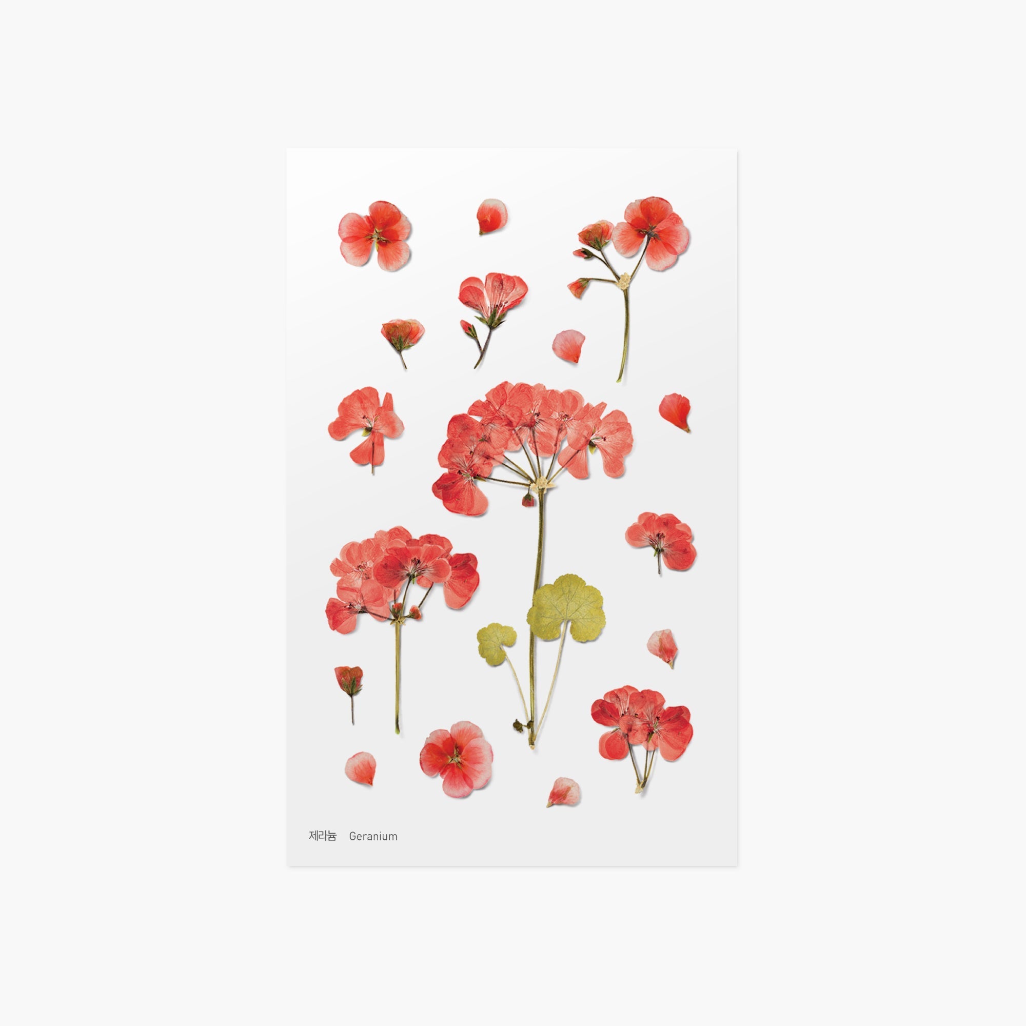 Appree - Pressed Flower Sticker - Geranium-Sticker-DutchMills