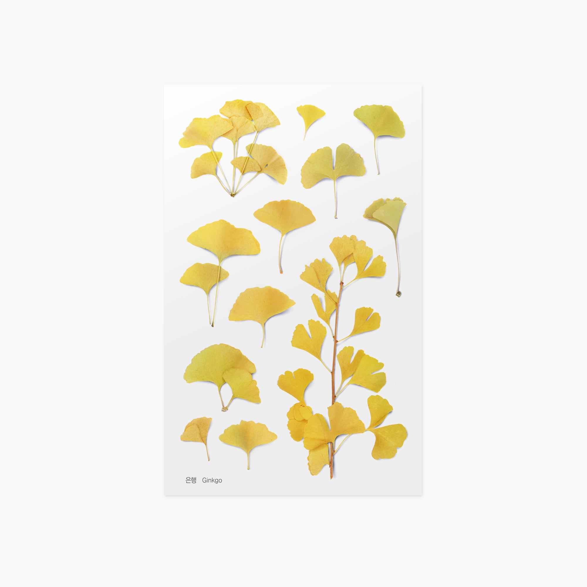 Appree - Pressed Flower Sticker - Ginkgo-Sticker-DutchMills