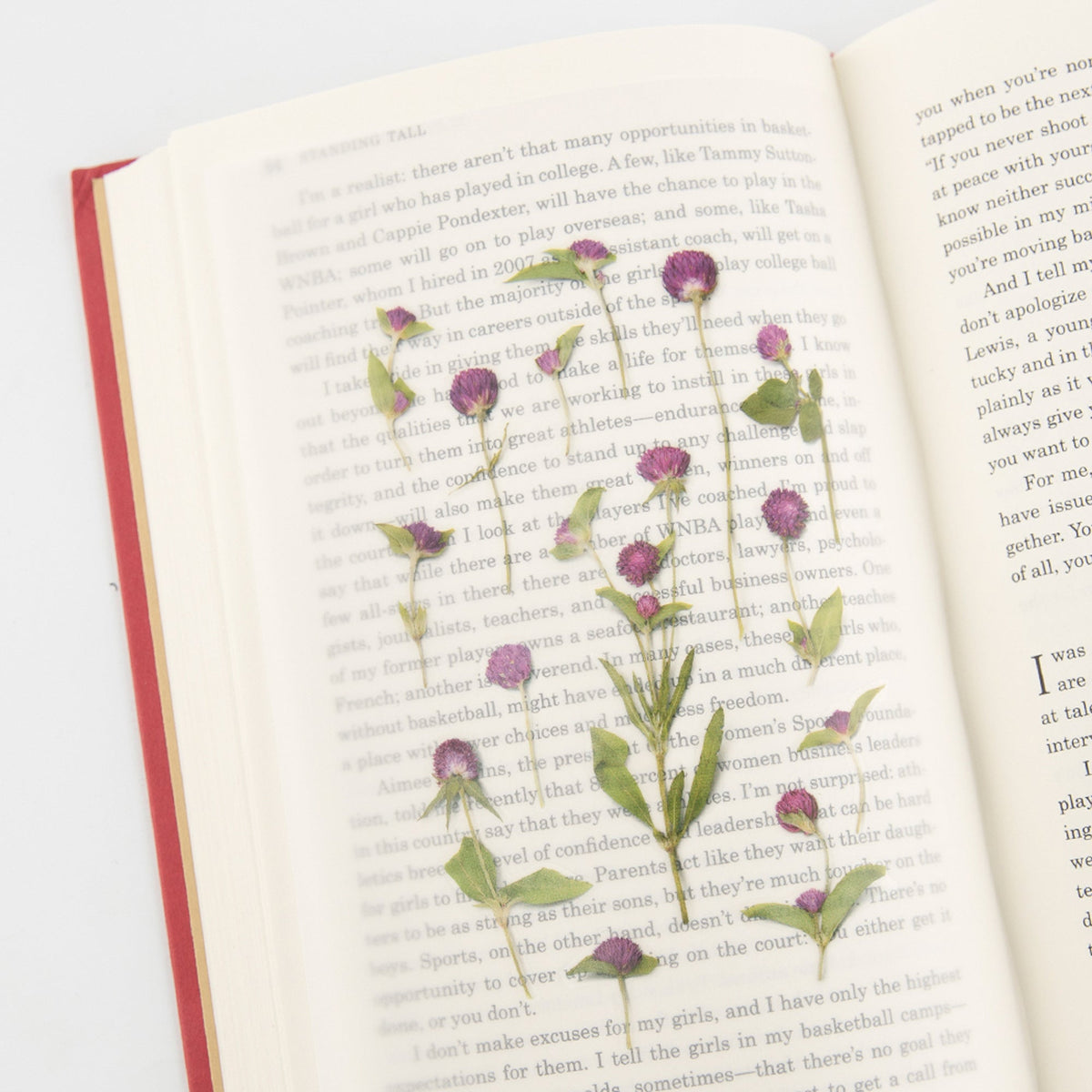 Appree - Pressed Flower Sticker - Globe Amaranth-Sticker-DutchMills