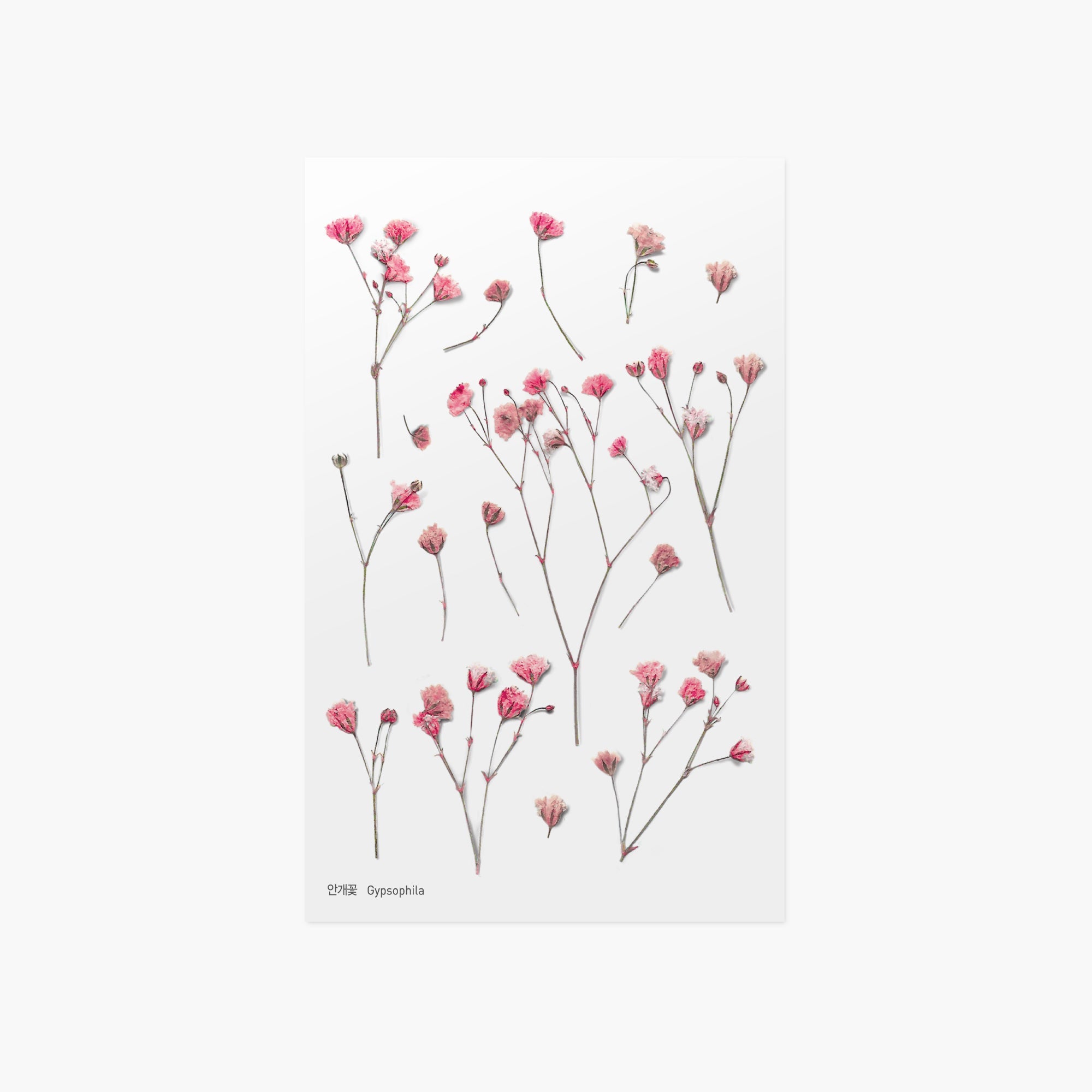 Appree - Pressed Flower Sticker - Gypsophila-Sticker-DutchMills