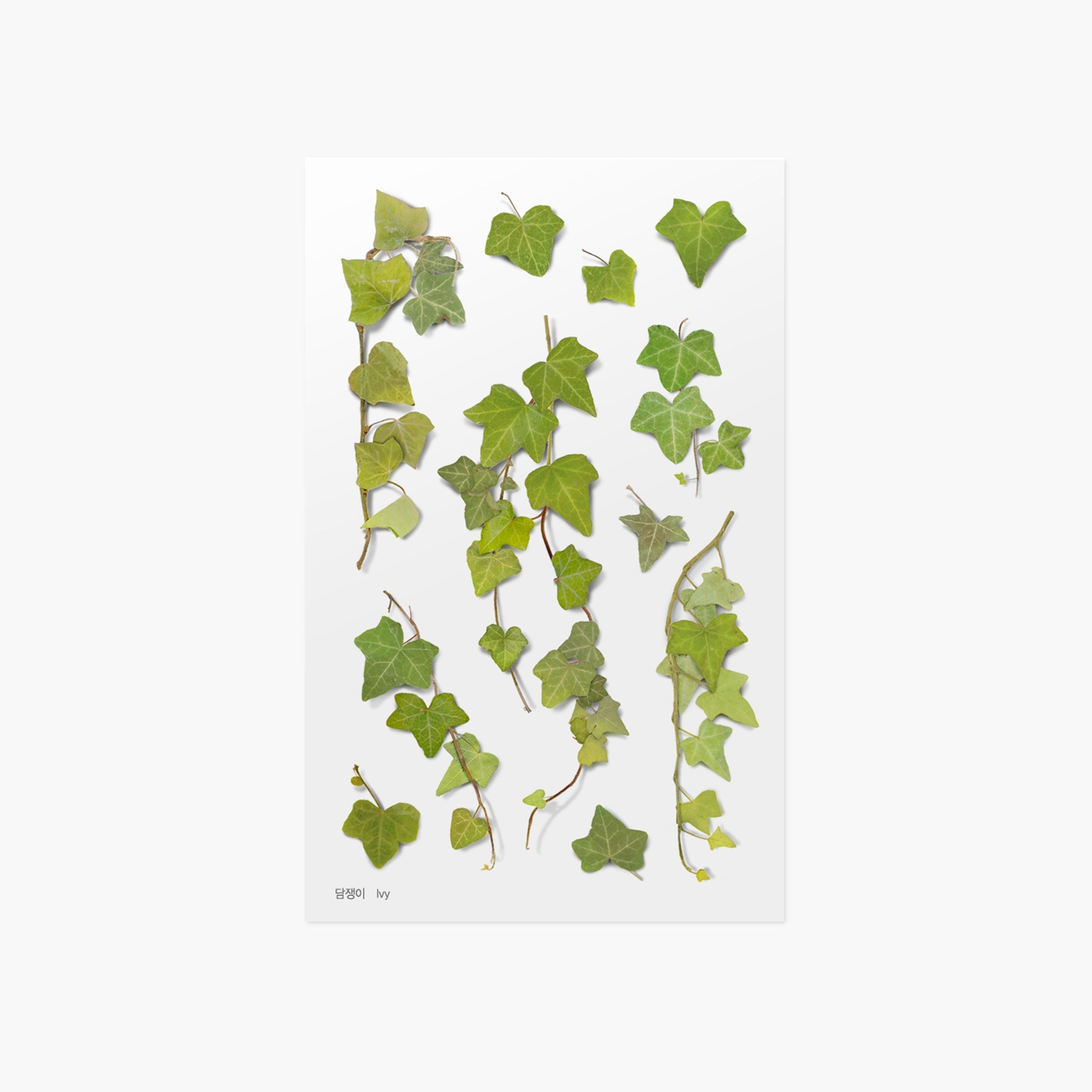 Appree - Pressed Flower Sticker - Ivy-Sticker-DutchMills