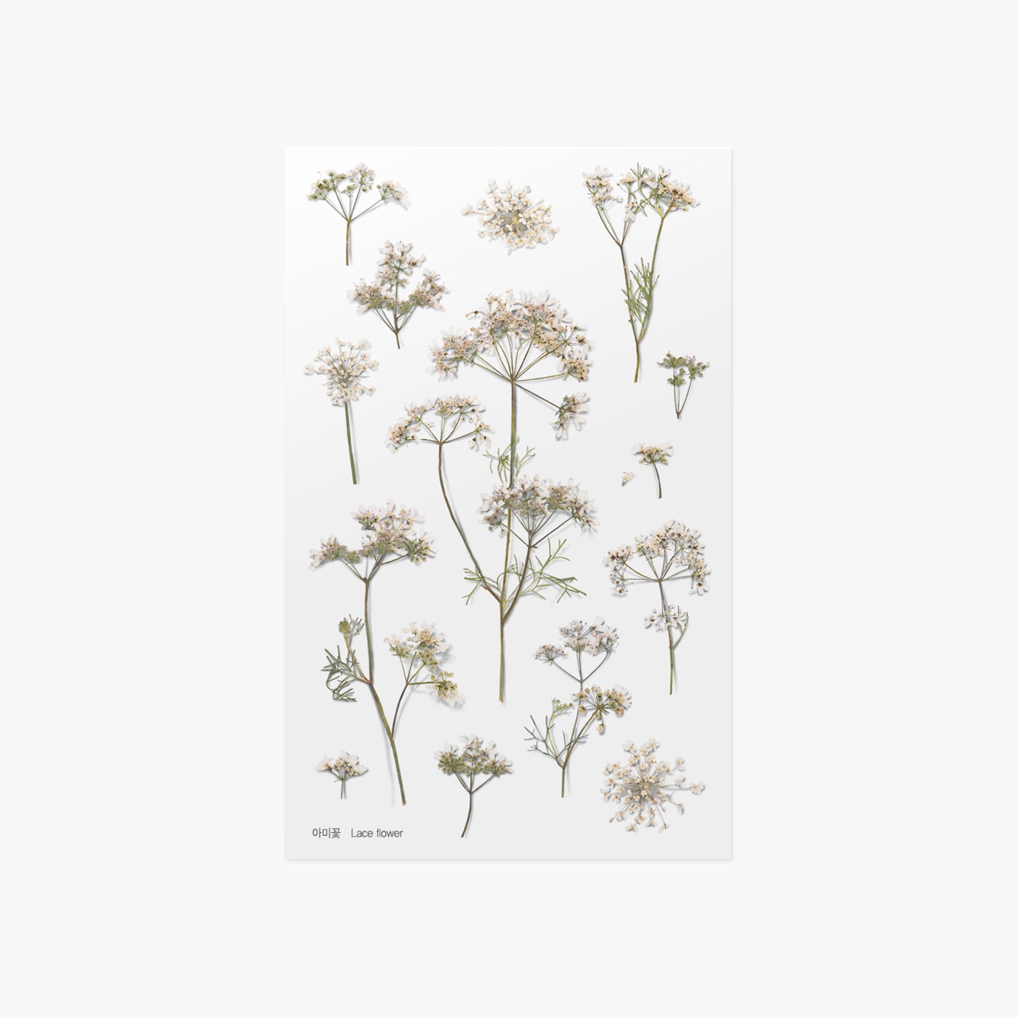 Appree - Pressed Flower Sticker - Lace Flower-Sticker-DutchMills