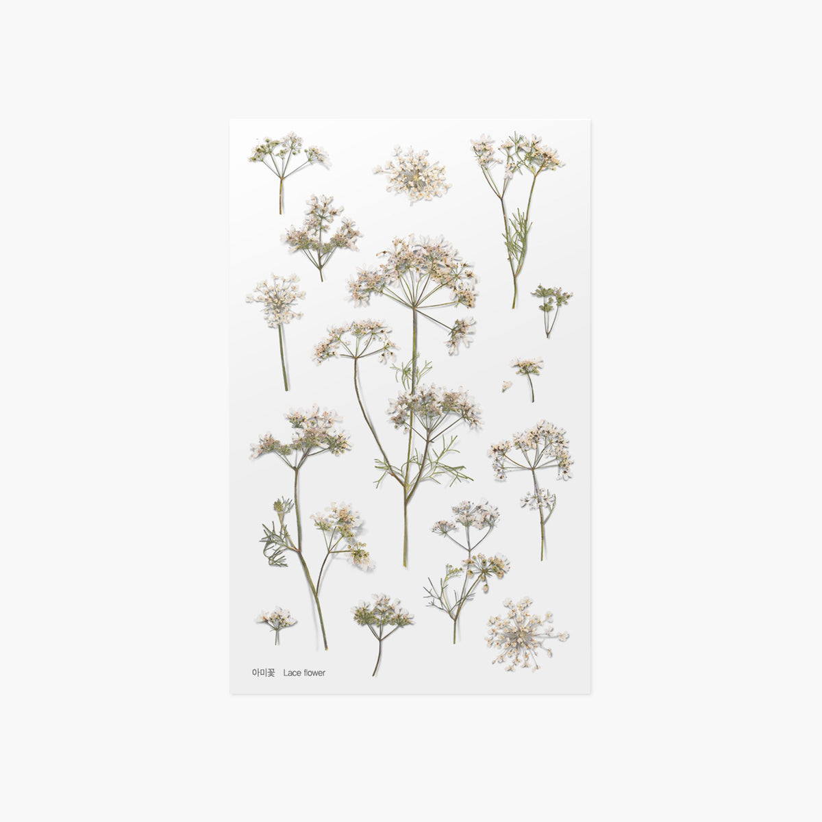 Appree - Pressed Flower Sticker - Lace Flower-Sticker-DutchMills