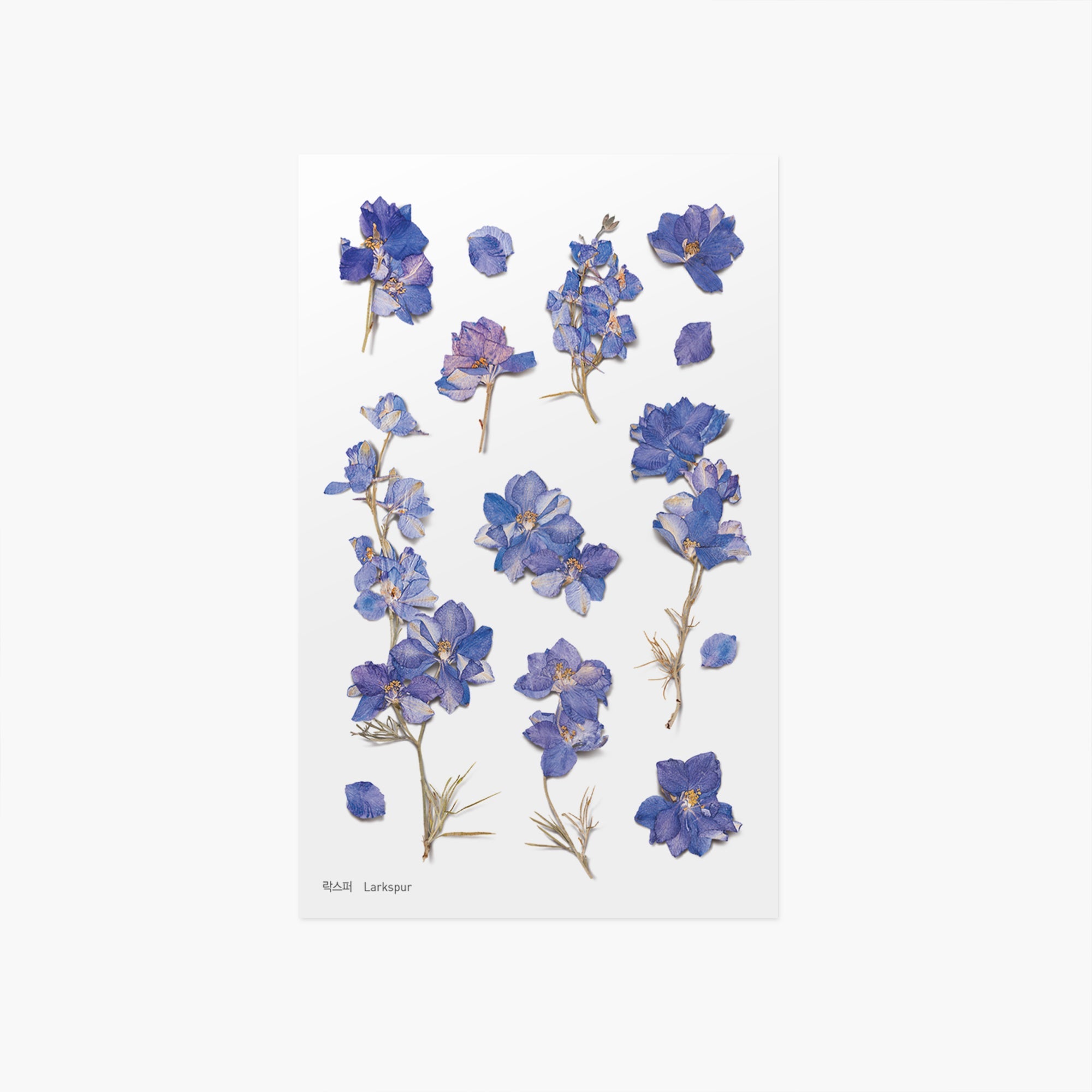 Appree - Pressed Flower Sticker - Larkspur-Sticker-DutchMills