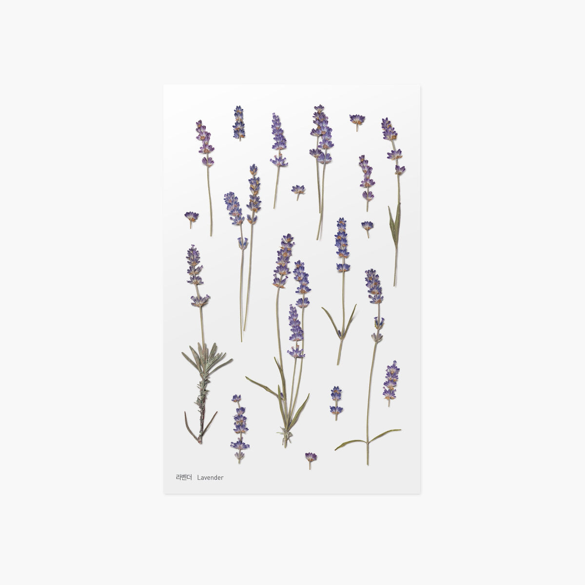 Appree - Pressed Flower Sticker - Lavender-Sticker-DutchMills