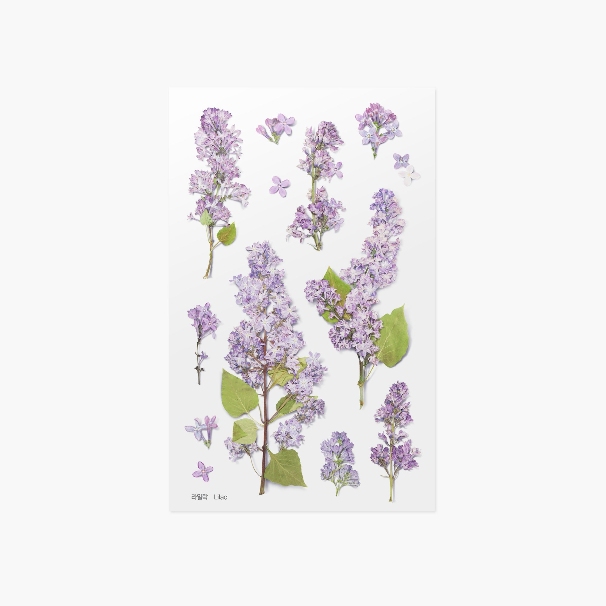 Appree - Pressed Flower Sticker - Lilac-Sticker-DutchMills