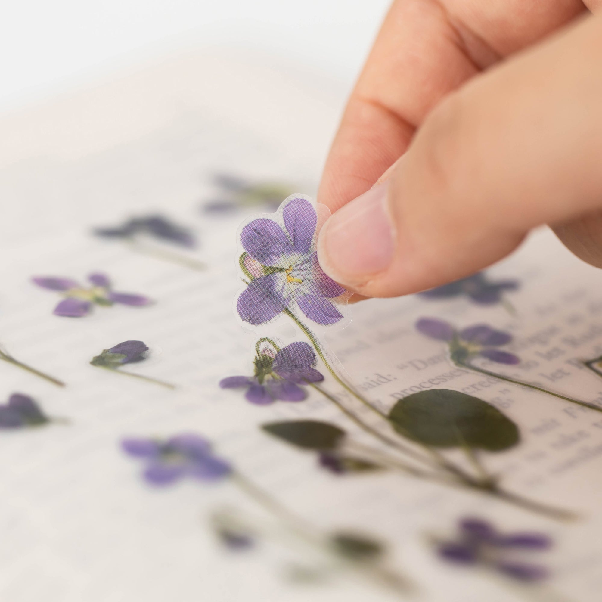 Appree - Pressed Flower Sticker - Manchurian Violet-Sticker-DutchMills