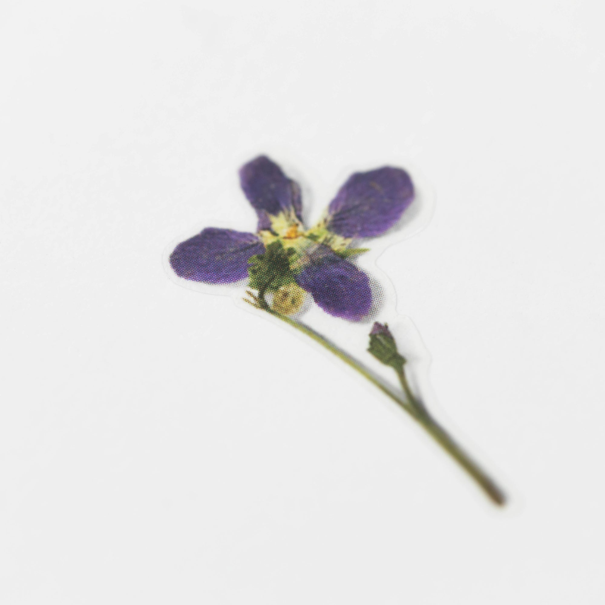 Appree - Pressed Flower Sticker - Manchurian Violet-Sticker-DutchMills