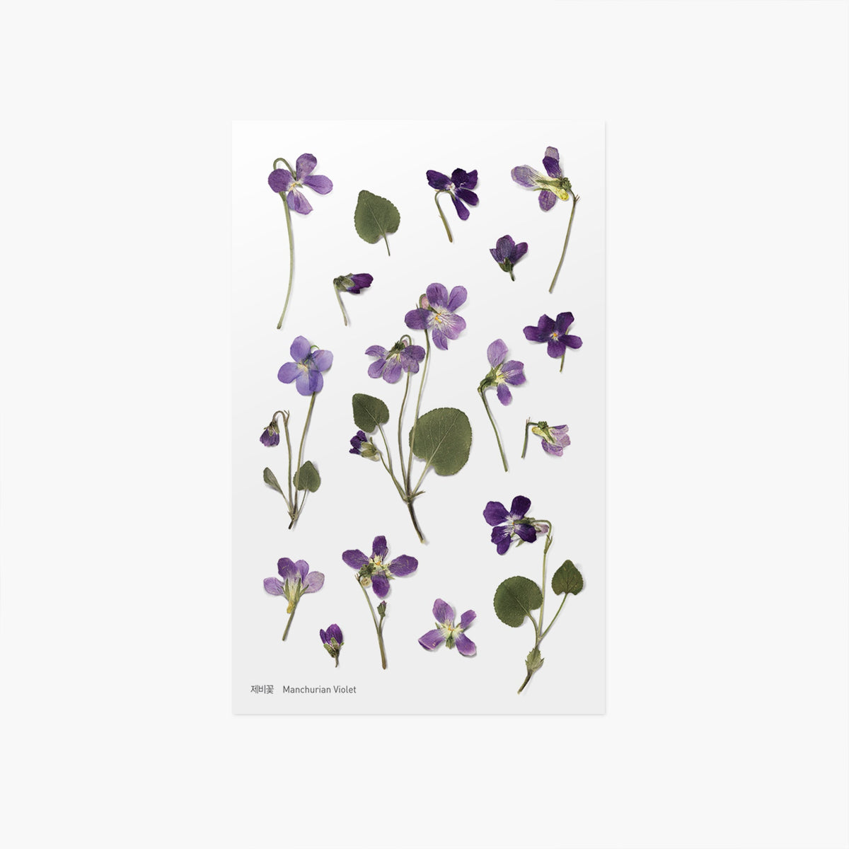 Appree - Pressed Flower Sticker - Manchurian Violet-Sticker-DutchMills