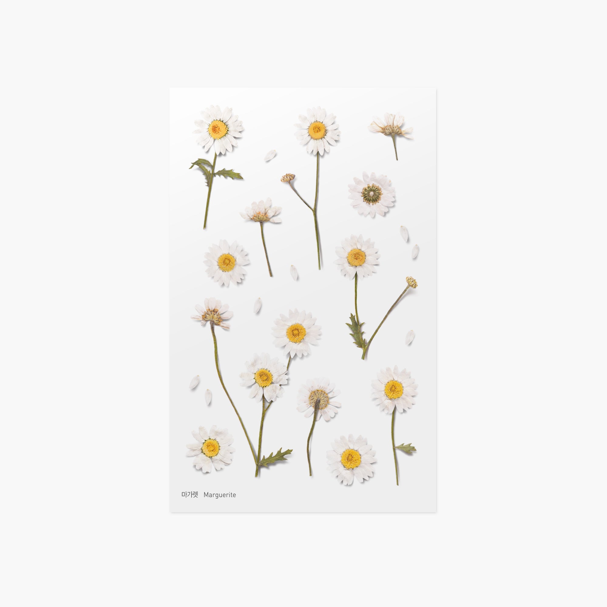Appree - Pressed Flower Sticker - Marguerite-Sticker-DutchMills