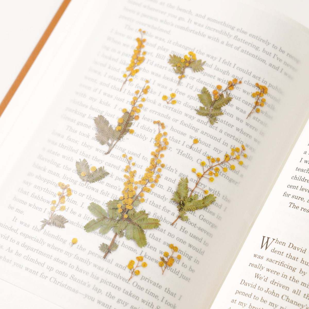 Appree - Pressed Flower Sticker - Mimosa-Sticker-DutchMills