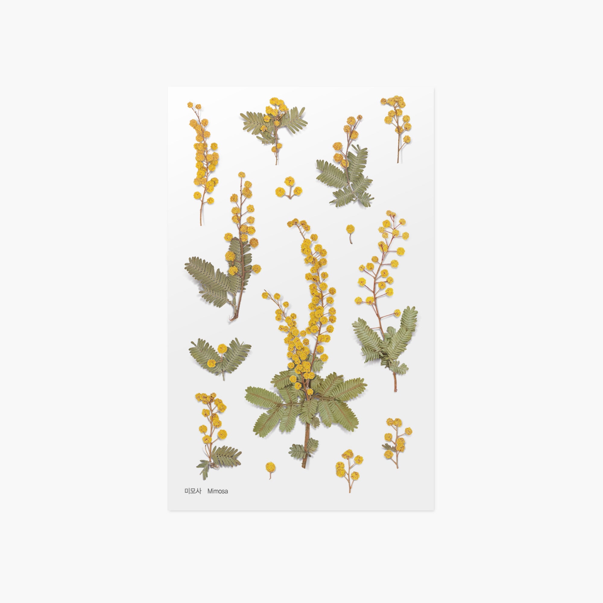 Appree - Pressed Flower Sticker - Mimosa-Sticker-DutchMills