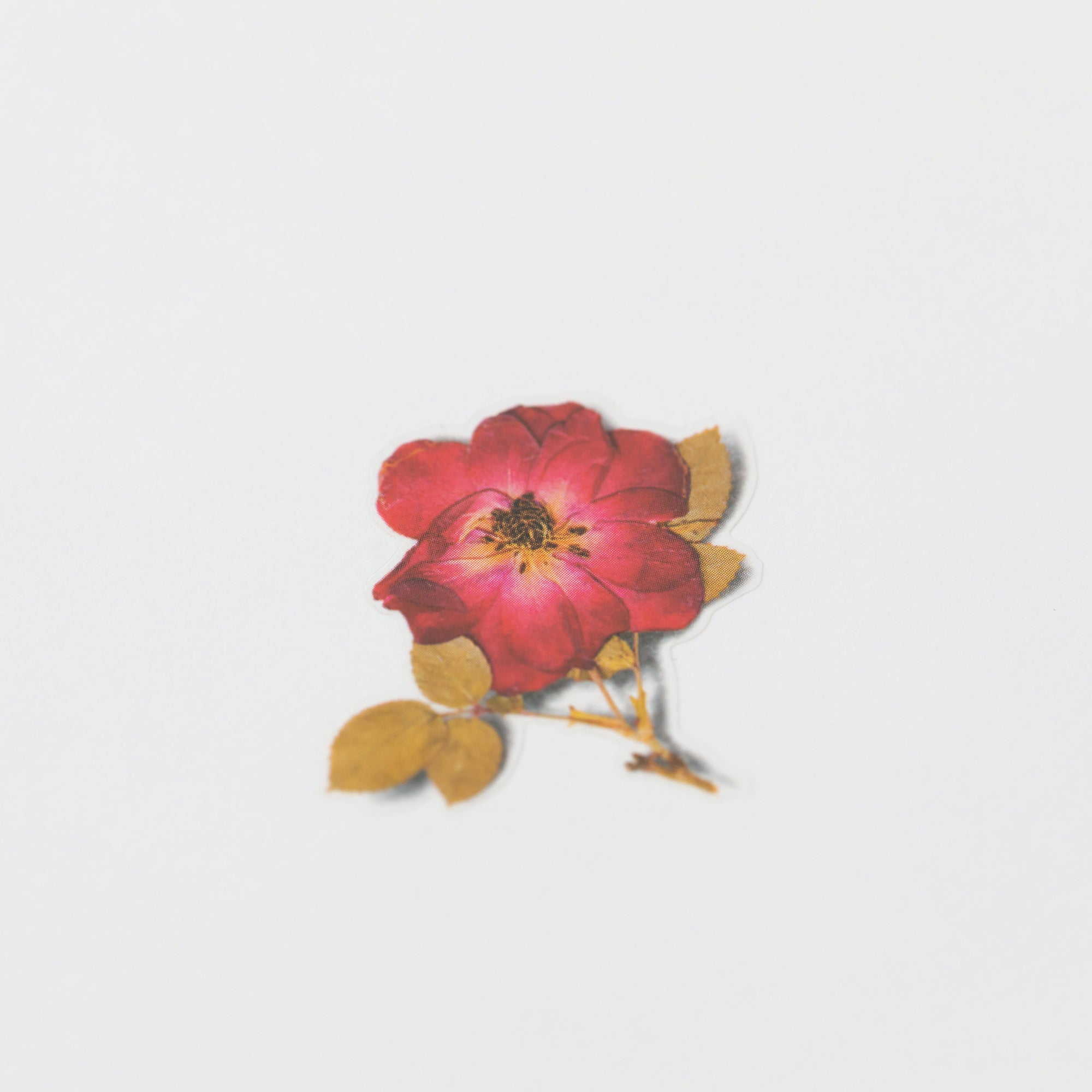 Appree - Pressed Flower Sticker - Mini Rose-Sticker-DutchMills