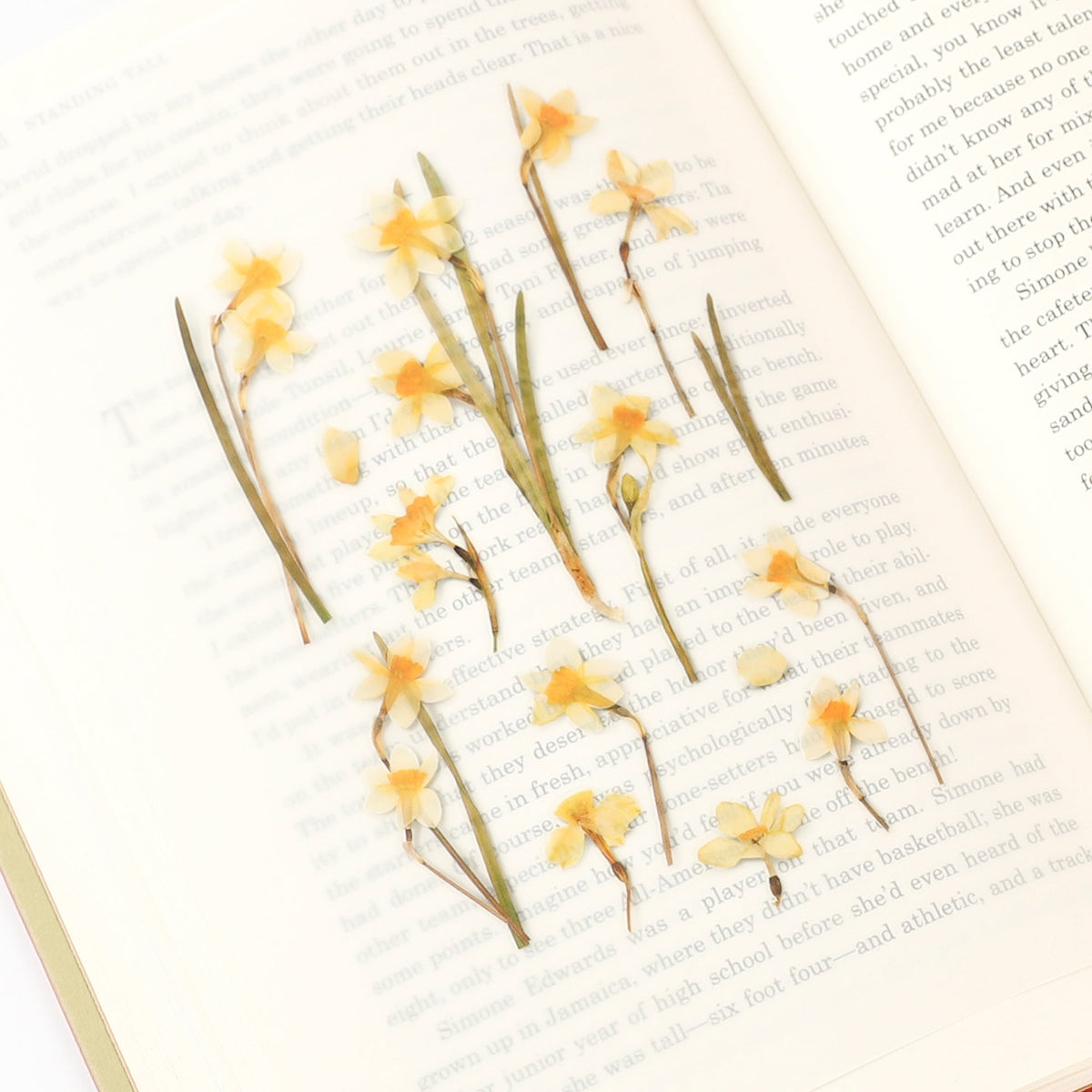 Appree - Pressed Flower Sticker - Narcissus-Sticker-DutchMills