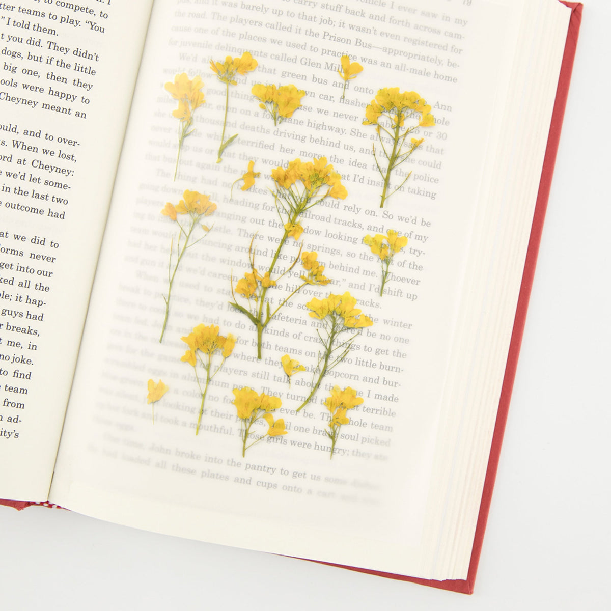 Appree - Pressed Flower Sticker - Rapeseed Flower-Sticker-DutchMills
