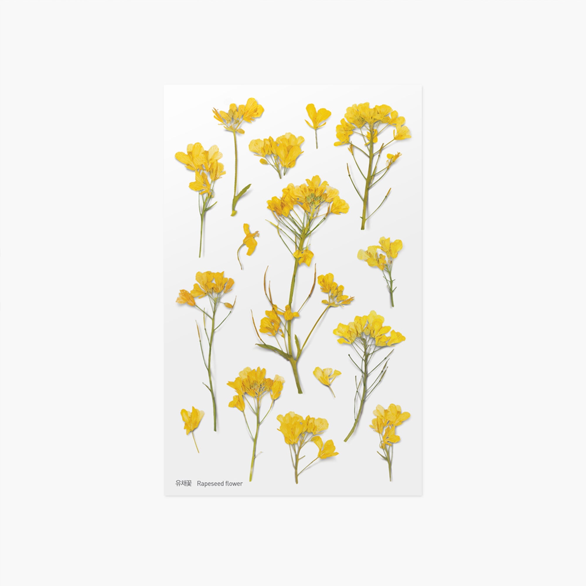Appree - Pressed Flower Sticker - Rapeseed Flower-Sticker-DutchMills