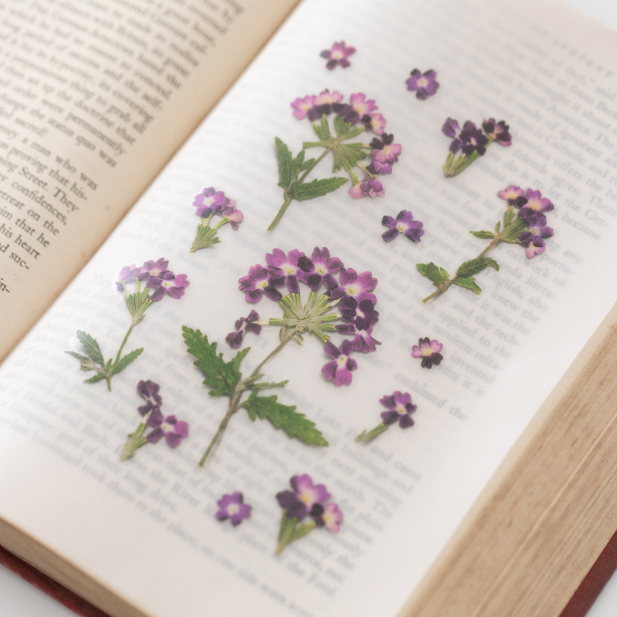 Appree - Pressed Flower Sticker - Verbena-Sticker-DutchMills