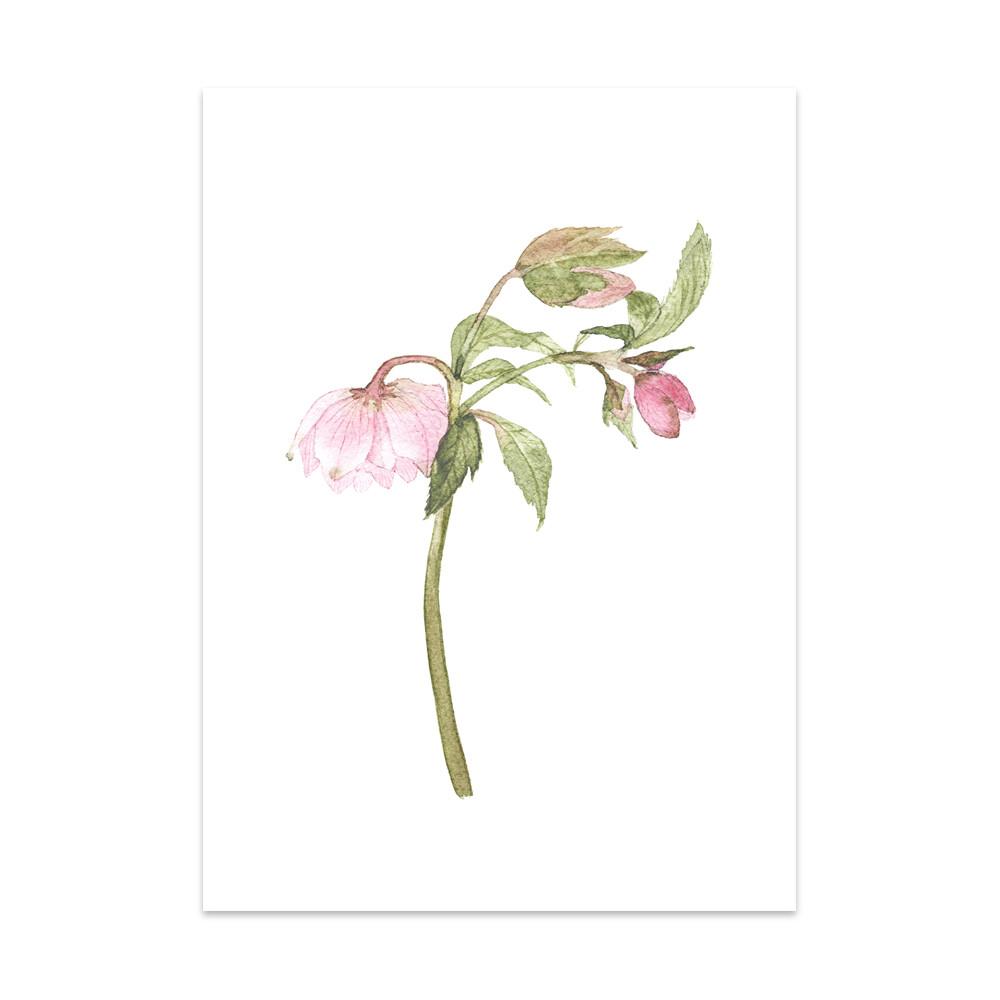 Caroline Vieira - Helleborus-Kaart-DutchMills