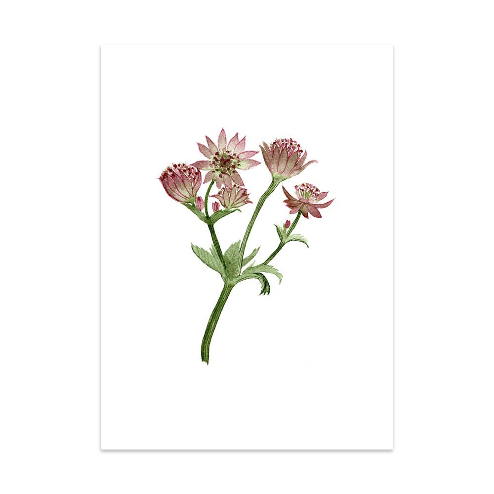 Caroline Vieira - Zeeuws knoopje Astrantia-Kaart-DutchMills
