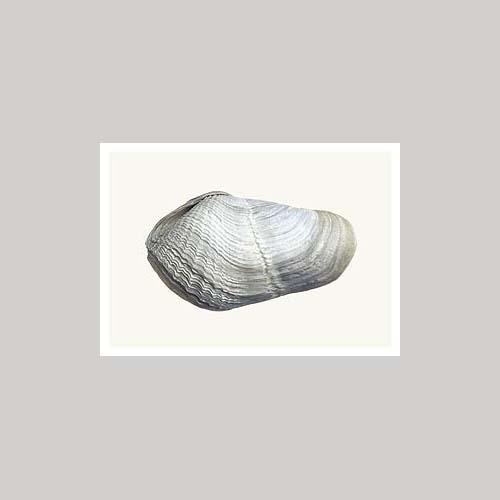 Matthijs Heins - Ruwe Boormossel-Kaart-DutchMills