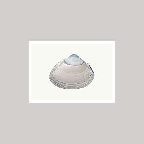 Matthijs Heins - Stevige Strandschelp-Kaart-DutchMills