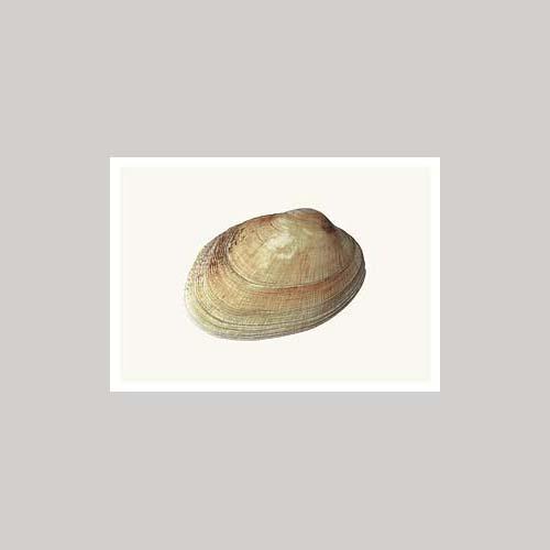 Matthijs Heins - Tapijtschelp-Kaart-DutchMills