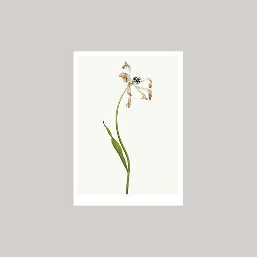 Matthijs Heins - Tulp (uitgebloeid)-Kaart-DutchMills