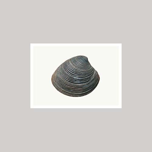 Matthijs Heins - Venusschelp-Kaart-DutchMills