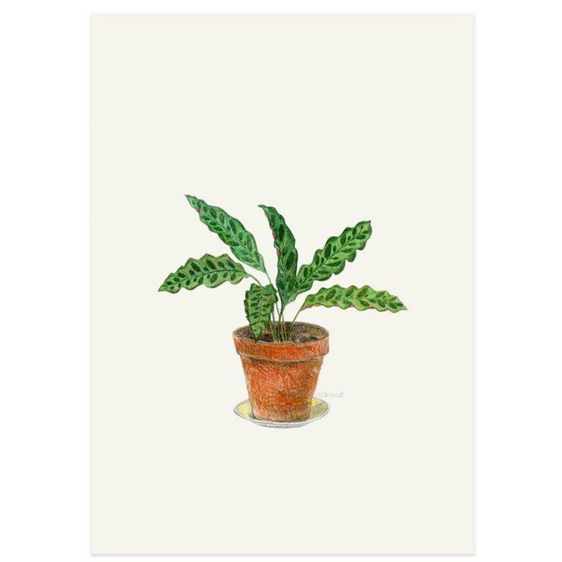 Stokwolf - Calathea-Kaart-DutchMills