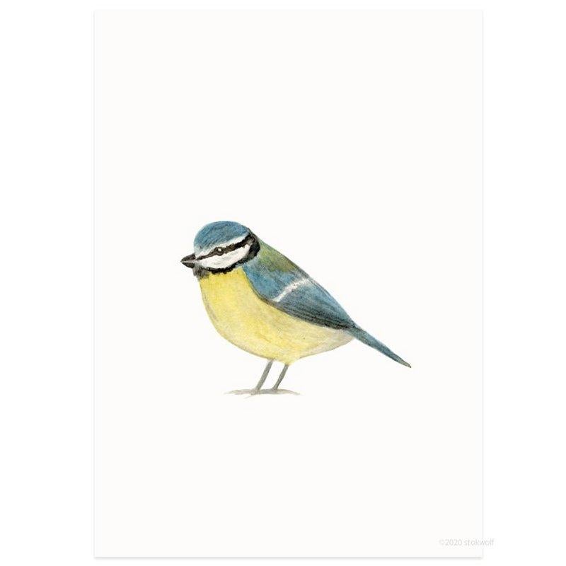 Stokwolf - Pimpelmees aquarel-Kaart-DutchMills